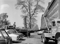 126535 Afbeelding van het rooien van bomen langs de Rijnkade te Utrecht in verband met de voorgenomen demping van de ...